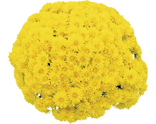 Chrysanthème 'Chrysanthemum spec.' jaune pot de 12 cm