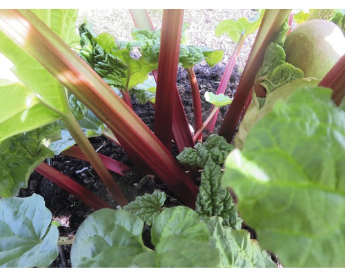 Plant de rhubarbe dans un parterre avec tiges et feuilles