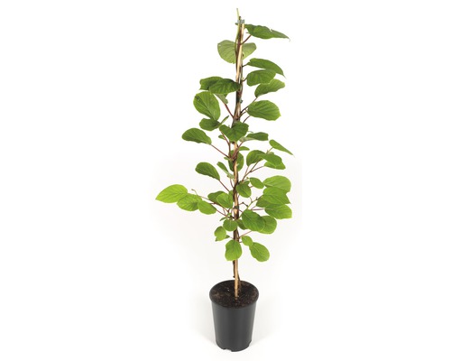 Kiwi FloraSelf Solissimo® renact selbstfruchtend, 90-120 cm braun