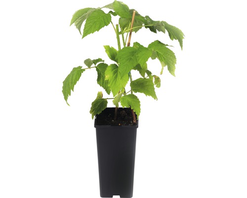 Himbeerpflanze im Topf für den Garten