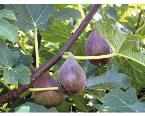 Gros plan sur un figuier avec des fruits mûrs et des feuilles vertes.