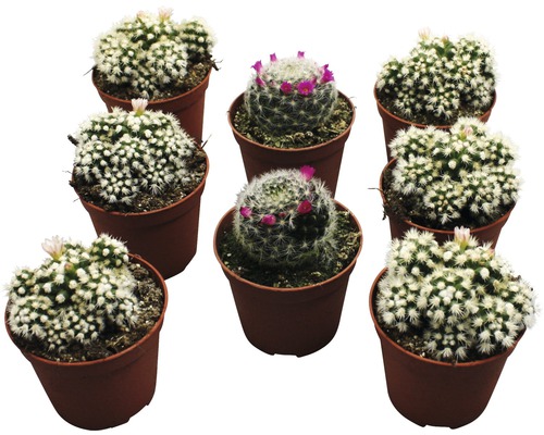 Neuf cactus Mammillaria en fleurs en pots