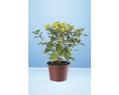 Silberrand-Chrysantheme Ajania pacifica 12er Topf