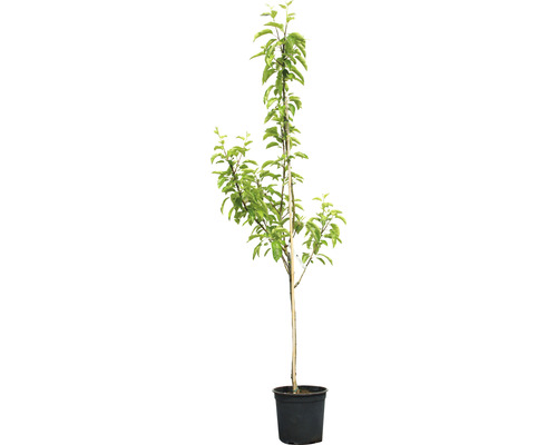 Apfelbaum Apistar® 150-180 cm