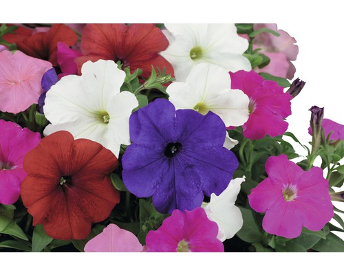 Petunien FloraSelf Petunia 10er Set farblich sortiert