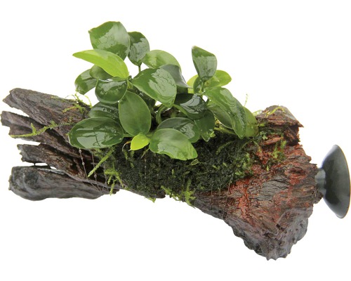 Bonsai Zwergspeerblatt - Anubias Bonsai auf Nanowood mit Sauger ca. 13 x 3 x 9 cm