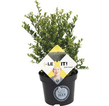 Japanische Stechpalme Ilex crenata 'Dark Green' 2L