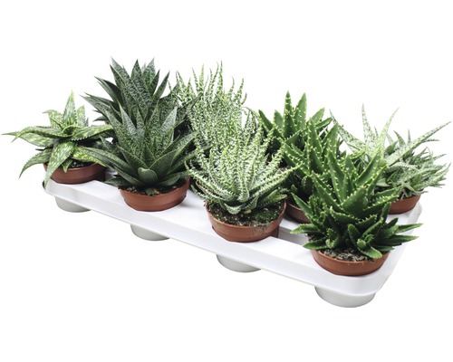 Plusieurs plantes Aloe Aristata en pots sur un plateau