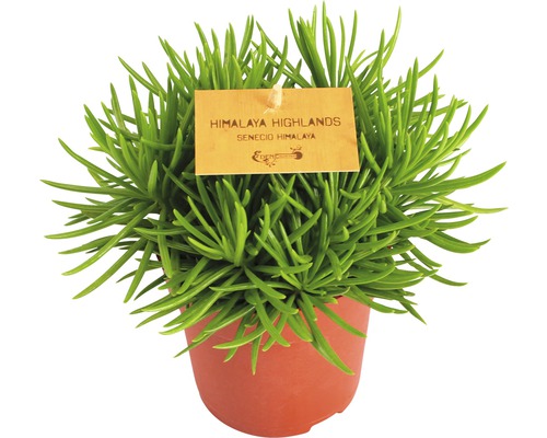 Séneçon FloraSelf Senecio himalaya pot de 10,5 cm