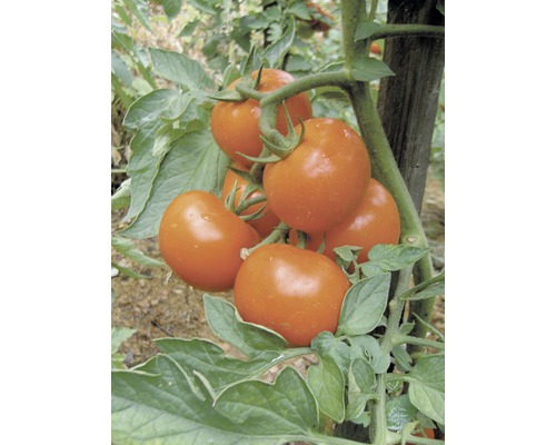 Tomates cerises sur la plante