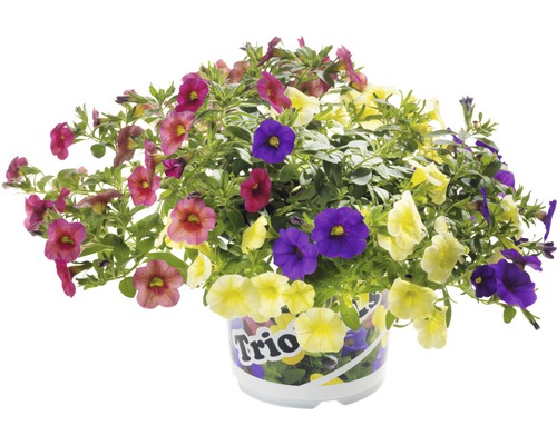 Blütenmischung im Topf, verschiedene Blütenfarben