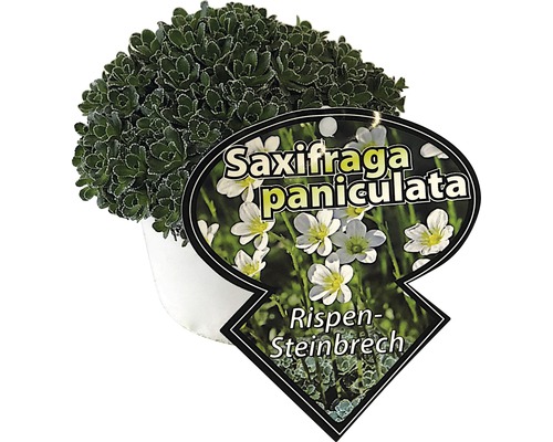 Saxifrage FloraSelf® Saxifraga paniculata H5-10 cm Co 0.5 L