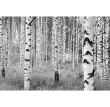 Fototapete Vlies XXL4-023 Woods 4-tlg. 368 x 248 cm-thumb-0