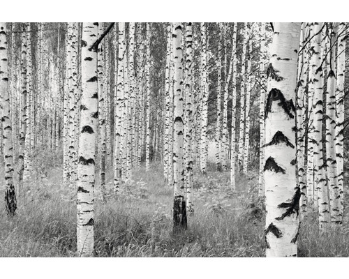 Papier peint panoramique intissé XXL4-023 Woods 4 pces 368 x 248 cm