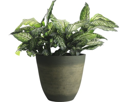 Dieffenbachie im Topf als Zimmerpflanze