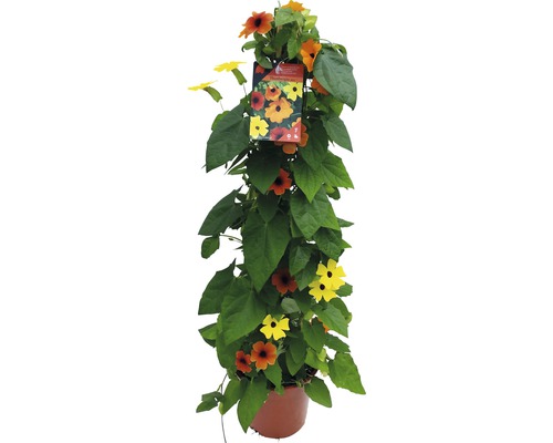 Schwarzäugige Susanne Pyramide FloraSelf Thunbergia alata Gesamthöhe ca. 90 cm Ø 19 cm Topf dreifarbig