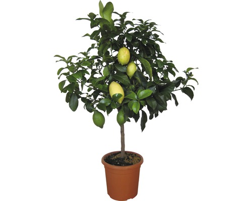 Zitronenbaum im Topf mit Zitronen