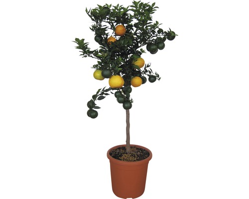 Citrus FloraSelf différentes variétés de citrus arbuste H 70-80 cm pot de 20 cm Mandarinier en pot avec des fruits mûrs et non mûrs