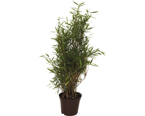 Plant de bambou en pot