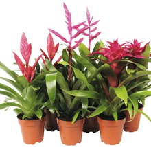 Bromelia FloraSelf 12er Topf pink sortiert