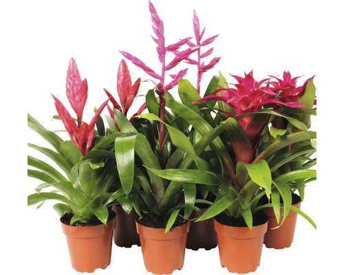 Bromélie FloraSelf Bromelia h 40-50 cm pot Ø 12 cm sélection aléatoire de variétés