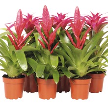 Bromelia FloraSelf 12er Topf pink sortiert