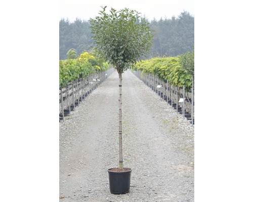 Lorbeerbaum im Topf für den Garten oder die Terrasse