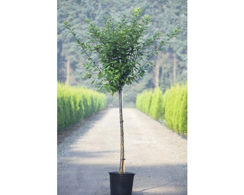 Arbre boule en pot