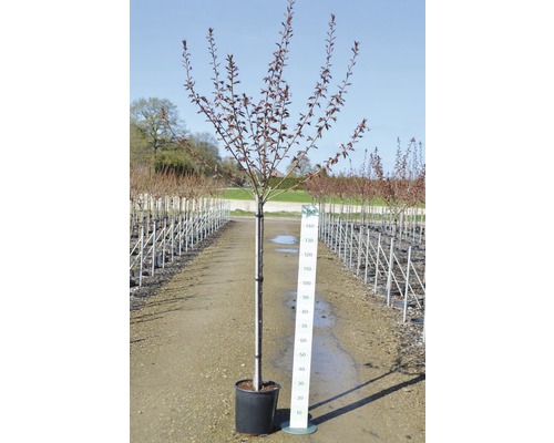 Blutpflaume im Topf mit Größenangabe