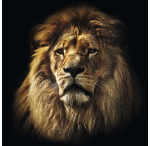 Portrait d''une tête de lion