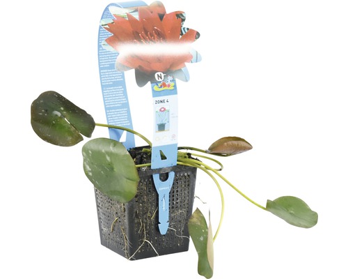 Seerose in einem Topf mit einer Blüte und Blättern