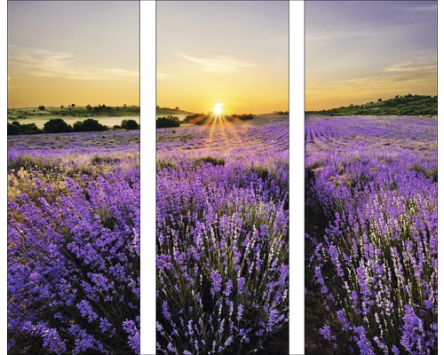 Glasbild Beautiful Lavendel 3er-Set 3x 30x80 cm GLA919