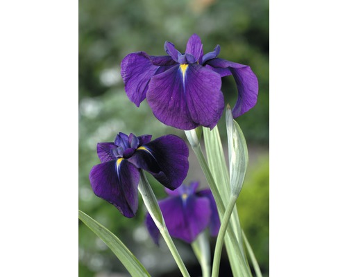 Wasserschwertlilie FloraSelf® Iris kaempferi Variegata Ø 9 cm Topf