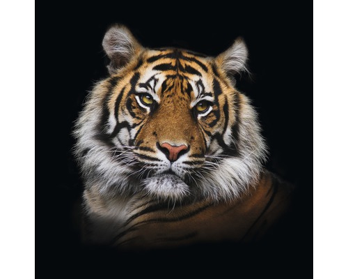 Glasbild Tiger I 80x80 cm