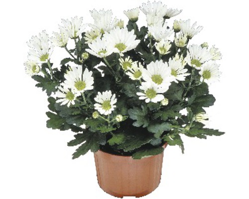 Chrysanthème à fleurs blanches en pot