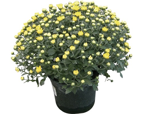 Chrysanthème FloraSelf Chrysanthemum indicum pot de 12 cm couleurs spéciales Chrysanthème jaune en pot