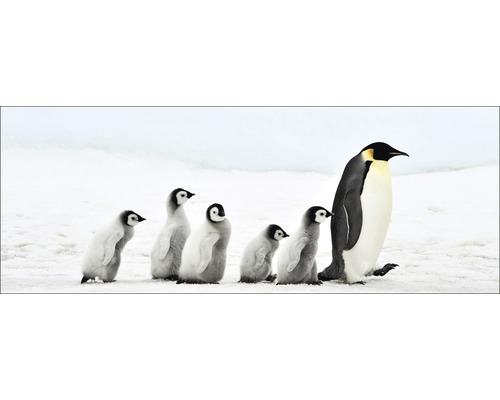 Glasbild Penguin Family 30x80 cm