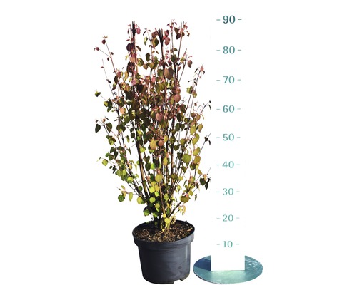 Arbre au caramel, arbre de pain d'épice cercidiphyllum japonicum H 60-80cm Co 5 L Cornouiller fleuri en pot, environ 90 centimètres de haut.
