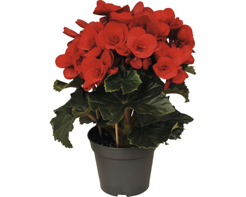 Elatior-Begonie FloraSelf Begonia elatior 'Baladin' H 20-25 cm Ø 14 cm Topf Rote Begonie im Topf