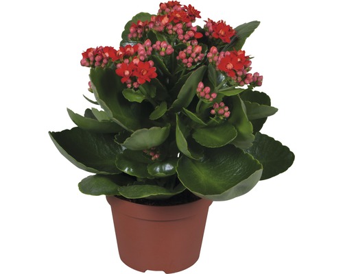 Succulente Kalanchoe H 23-26 cm rouge