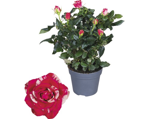 Rose Imola - Rosa Imola H 33-39 cm