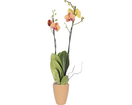 Orchidée papillon FloraSelf Phalaenopsis «Surfsong» H 50-65 cm pot Ø 12 cm pot en céramique 2 panicules