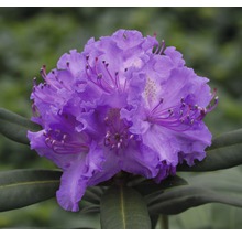 Gros plan d''une fleur de rhododendron bleue
