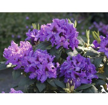 Blühender Rhododendron mit lila Blüten