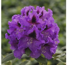 Nahaufnahme einer lila Rhododendronblüte.