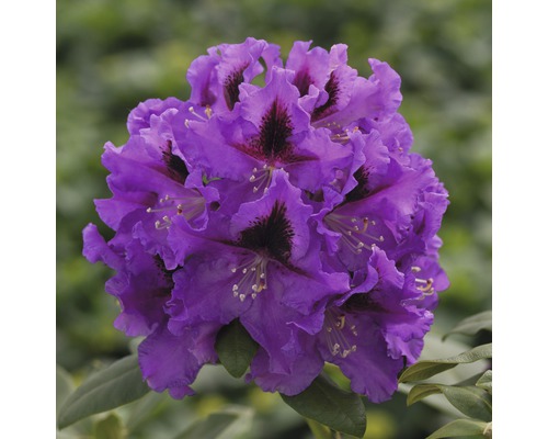 Gros plan d''une fleur de rhododendron violette.