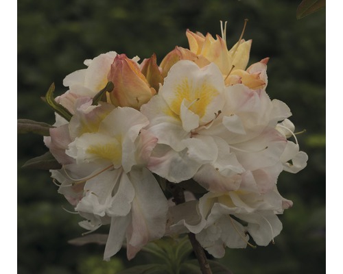 Azalee Rhododendron lutem 'Silver Slipper' H 30-40 cm Co 5 L