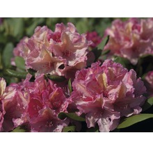 Gros plan sur des fleurs de rhododendron