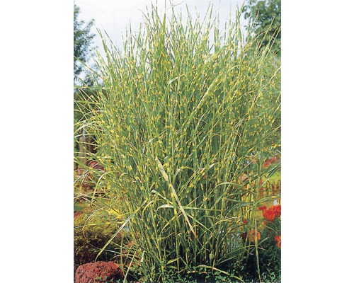 Chinaschilf Zebraschilf FloraSelf Miscanthus sinensis 'Strictus' H 10-100 cm Co 3 L