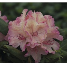 Gros plan d''une fleur de rhododendron